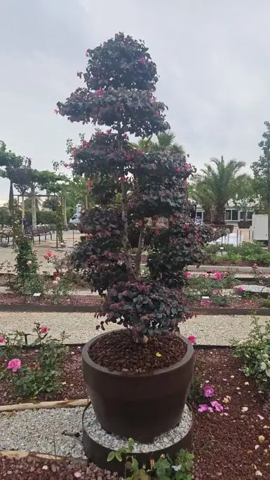 Loropetalum chinensis fire dance-NATURART-CONF_113