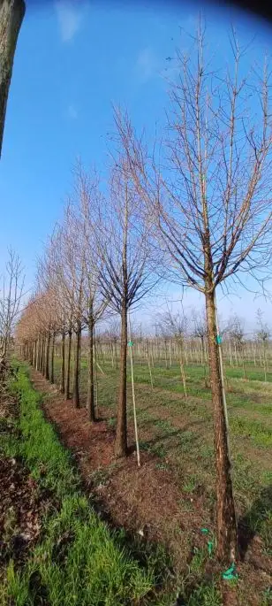 metasequoia glyptostroboides zolla 30-40