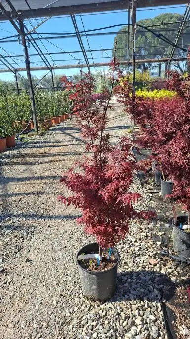 ACER PALMATUM SKEETER'S BROOM