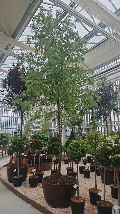 Acer saccarinum-NATURART-CONF_11