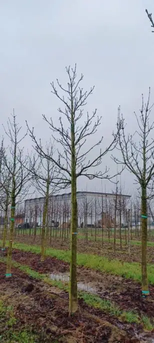 aesculus hippocastanum zolla 30-40