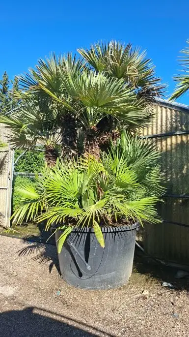 Chamaerops Humilis Clt380 200/250 ceppaia