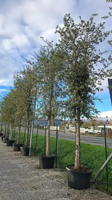 quercus suber Clt 35-40