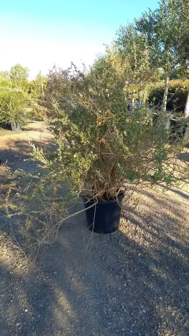 Atriplex Halimus Clt30 100/125