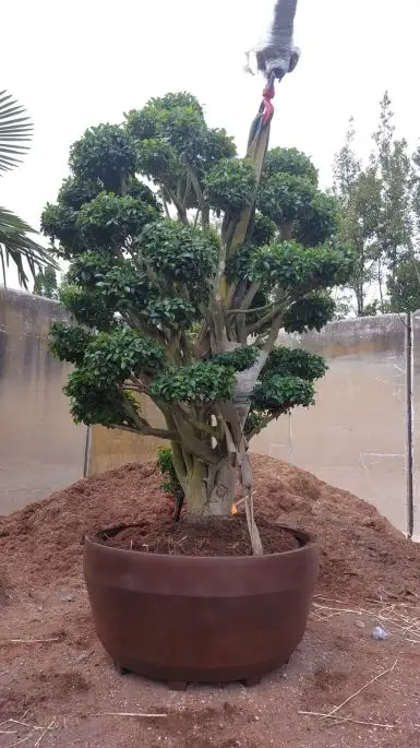 Camellia sasanqua-NATURART-CONF_42