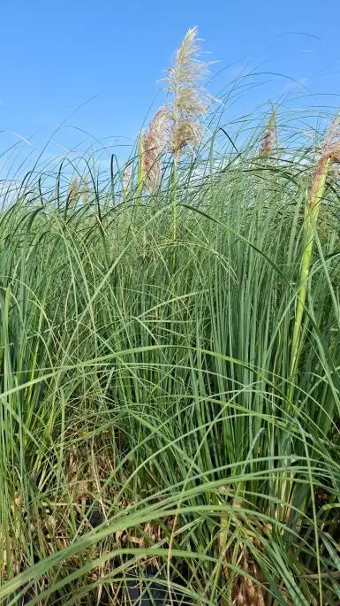 Cortaderia Selloana Clt18 125/150