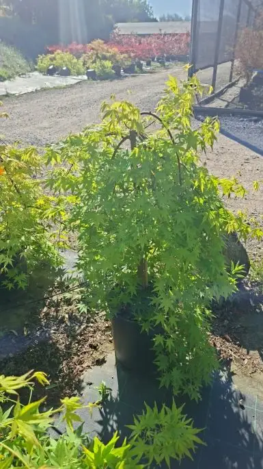ACER PALMATUM RYUSEN