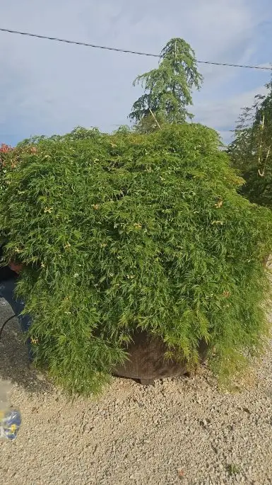 Acer diss.green lace-NATURART-CONF_3