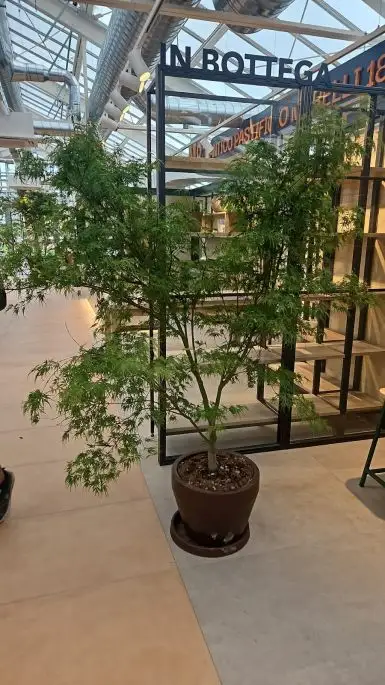 Acer palamtum seiryu-NATURART-CONF_7