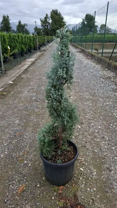 Cupressus Arizonica Fastigiata Clt10 80/90 mini spirale