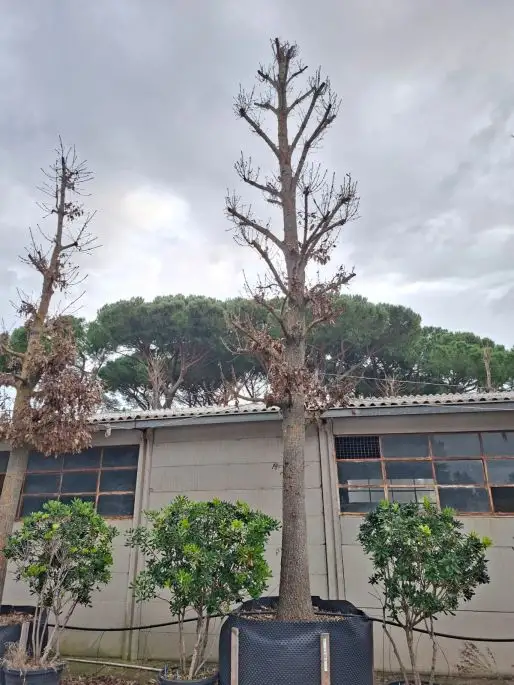 quercus cerris Clt 60-70