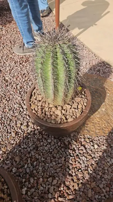 Pachypodium lamerei-NATURART-CONF_133