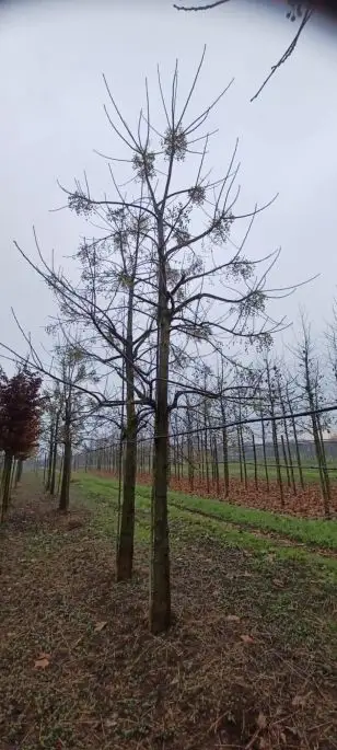 melia azedarach zolla 50-60