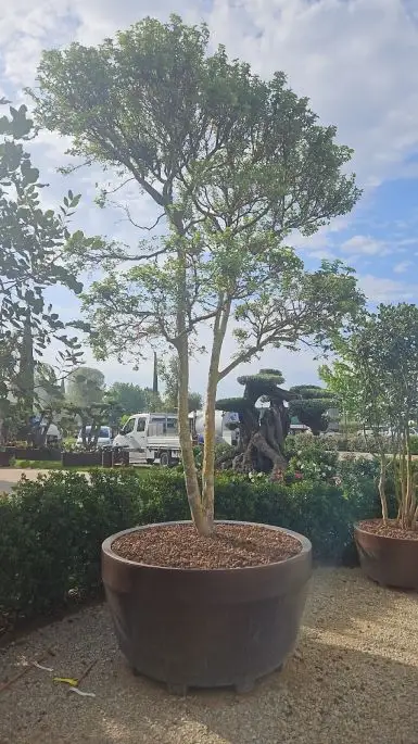 Acer buergerianum miyasama yatsubusa-NATURART-CONF_1