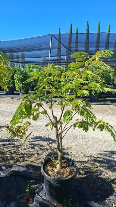 Albizia Julibrissin Clt30 125/150 ceppaia