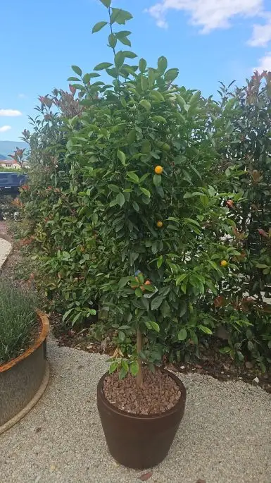 Citrus calamandino-NATURART-CONF_55