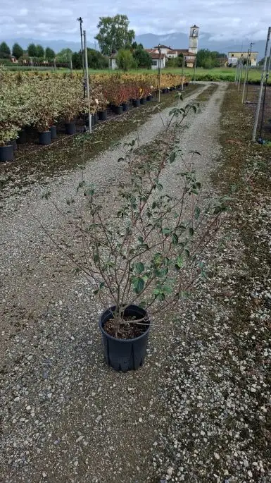 Cornus Sanguinea Clt10 80/100