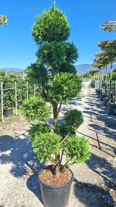 cupressocyparis leylandii Clt35 170/190 pompons