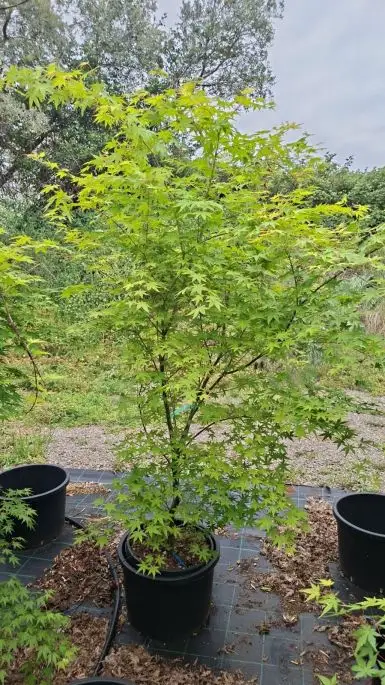 ACER PALMATUM