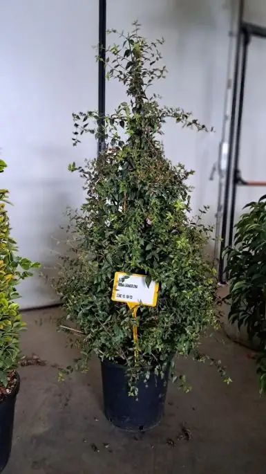 Abelia grandiflora Clt Cono