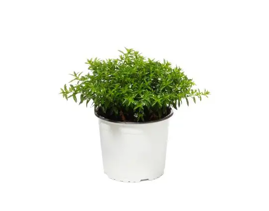 Cuphea hyssopifolia-MAF-conf-6