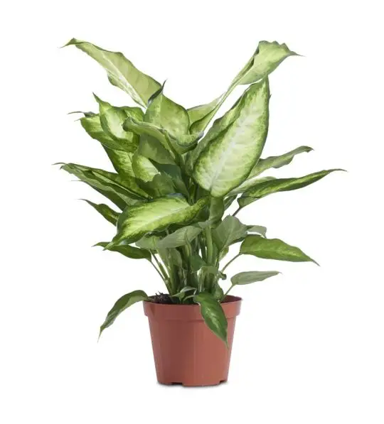 Dieffenbachia 'Camilla'