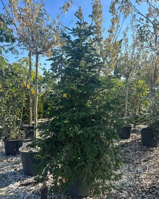Abies alba