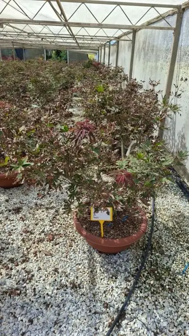 Acer palmatum 'Atropurpureum' ciotola paracadute