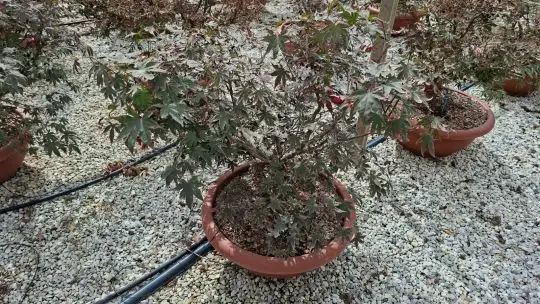 Acer palmatum ‘Bloodgood’ ciotola paracadute