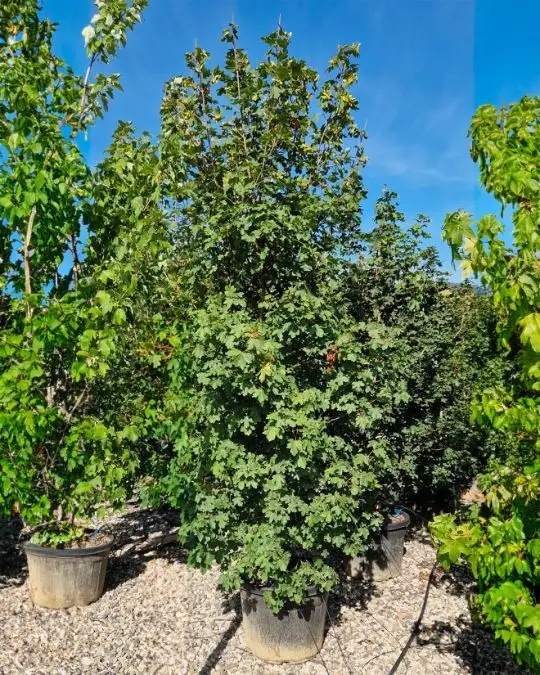 Acer campestre cespuglio vaso