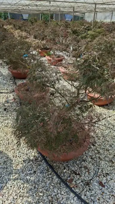 Acer palmatum 'Dissectum Ever Red' ciotola paracadute