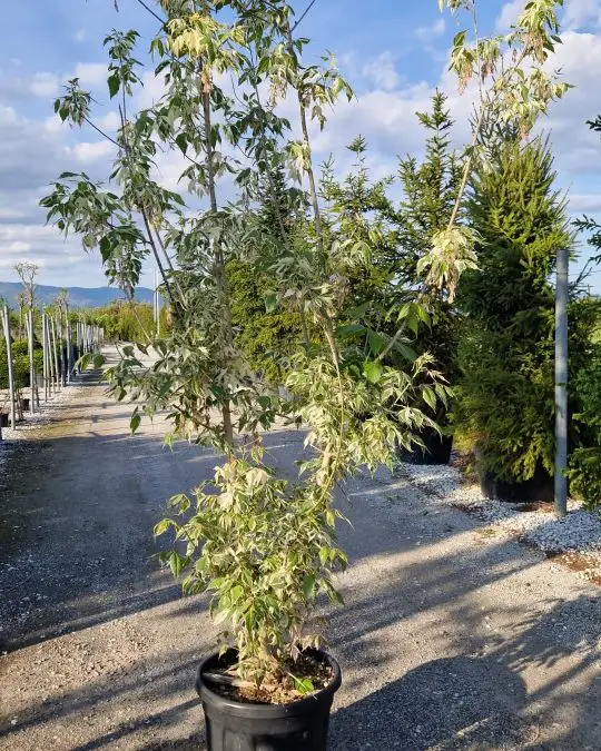 Acer negundo 'Flamingo' vaso cespuglio