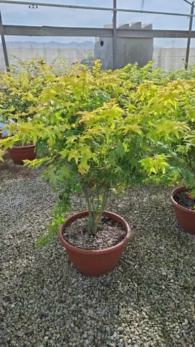 Acer palmatum 'Orange Dream' ciotola paracadute