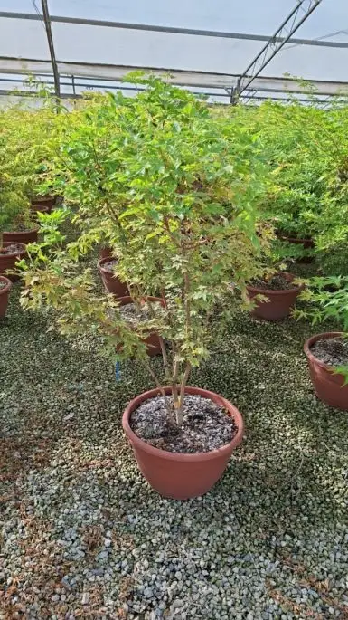 Acer palmatum 'Sangokaku' ciotola paracadute
