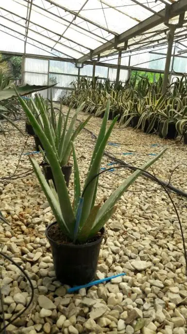 Aloe vera