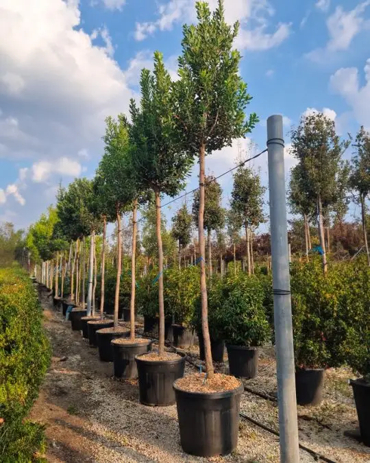 Arbutus unedo vaso alto fusto