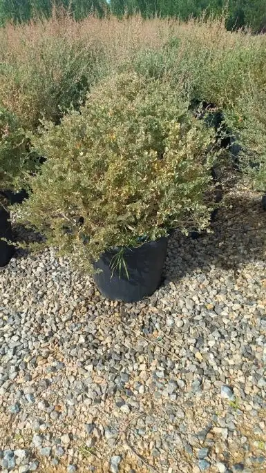 Atriplex halimus palla