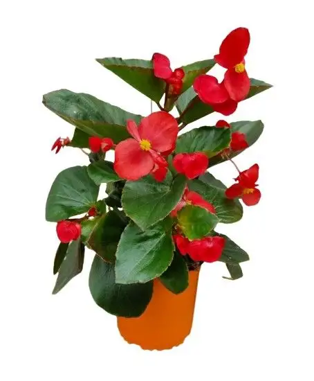 Begonia benariensis-MAF-conf-0