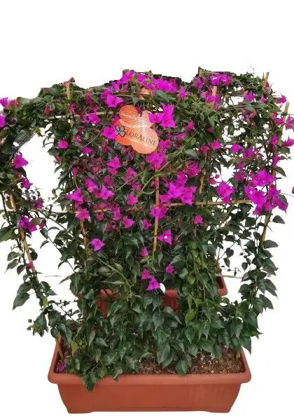 Bougainvillea glabra 'Sanderiana' spalliera