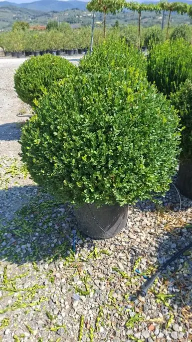 Buxus microphylla 'Faulkner' palla