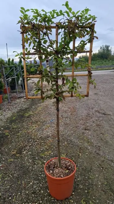 Carpinus betulus 1/2 fusto spalliera