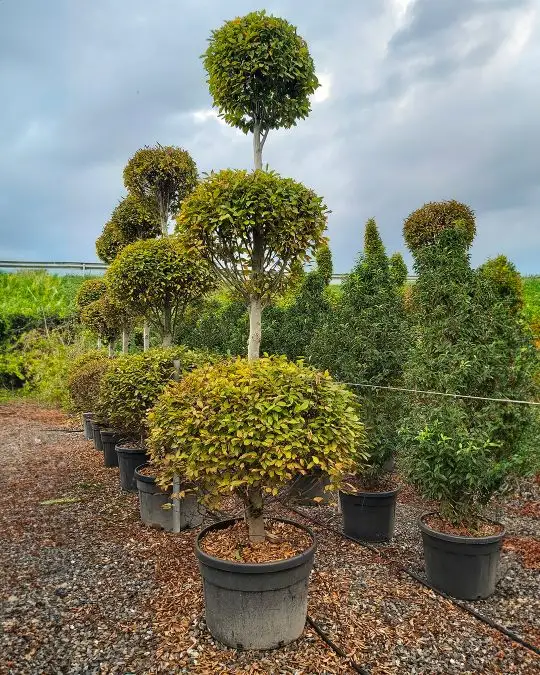 Carpinus betulus 'Pyramidalis' vaso 3 palle
