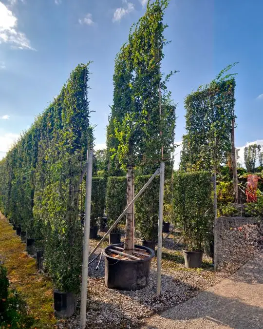 Carpinus betulus spalliera a.f.