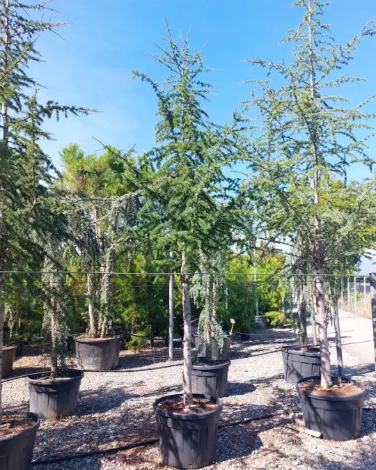 Cedrus atlantica vaso alto fusto