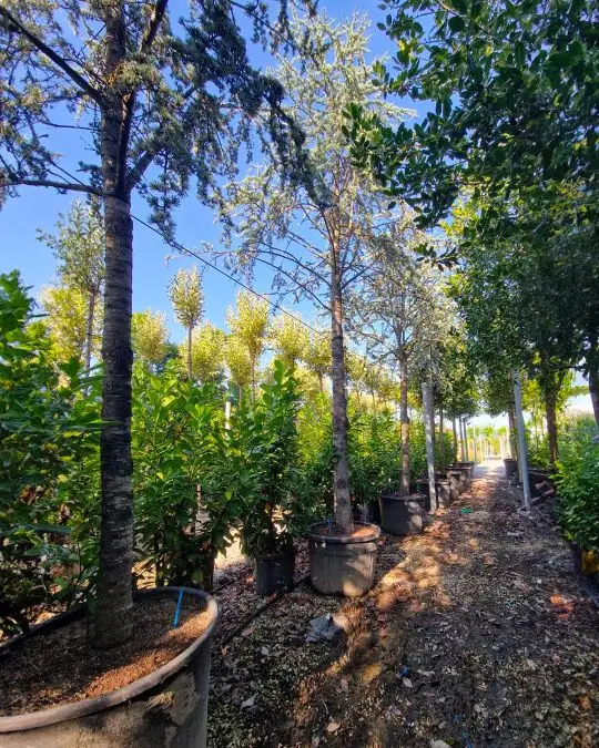 Cedrus atlantica 'Glauca' vaso alto fusto