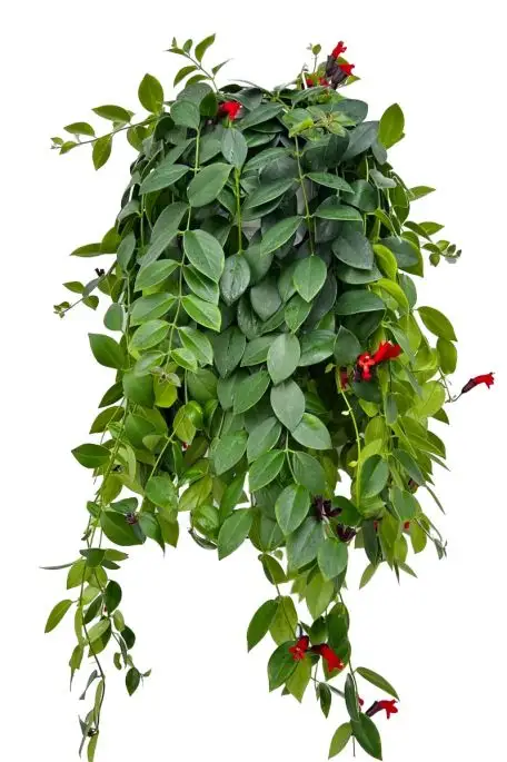Columnea lobbianus basket
