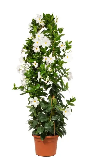 Dipladenia hybrid arco
