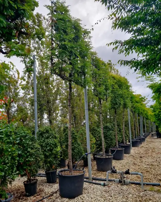 Gleditsia triacanthos 'Sunburst' vaso spalliera a. f.