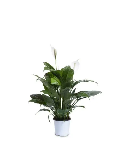 Spatiphyllum Martina®