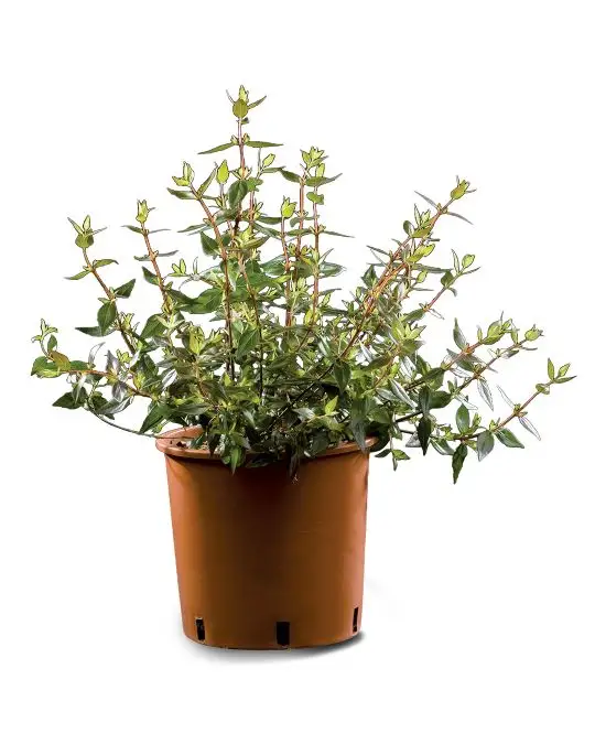 Abelia grandiflora 'Sherwood'